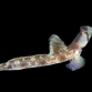 Tomiyamichthys oni M
