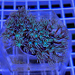 Tubipora musica