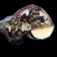Turbo brunneus 4-5 cm