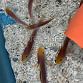 Valenciennea bella M
