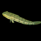 Valenciennea longipinnis 8-12 cm