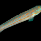 Valenciennea puellaris 5-8 cm
