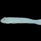 Valenciennea sexguttata 6-8 cm