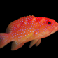 Variola albimarginata 6-8cm
