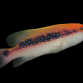 Variola louti 5-8cm