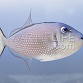 Xanthichthys auromarginatus Femelle
