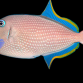 Xanthichthys auromarginatus M&acirc;le 8-10cm