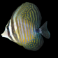 Zebrasoma desjardinii Juv&eacute;nile 6-8 cm Jaune