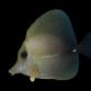 Zebrasoma scopas 5-8 cm
