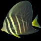 Zebrasoma veliferum 4-6cm
