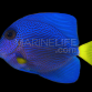Zebrasoma xanthurum 5-8cm