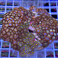 Zoanthus spp garden mix 06