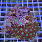 Zoanthus spp garden mix 09